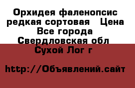 Орхидея фаленопсис редкая сортовая › Цена ­ 800 - Все города  »    . Свердловская обл.,Сухой Лог г.